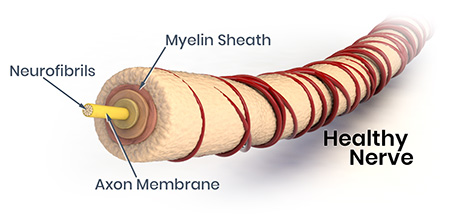 Healthy Nerve